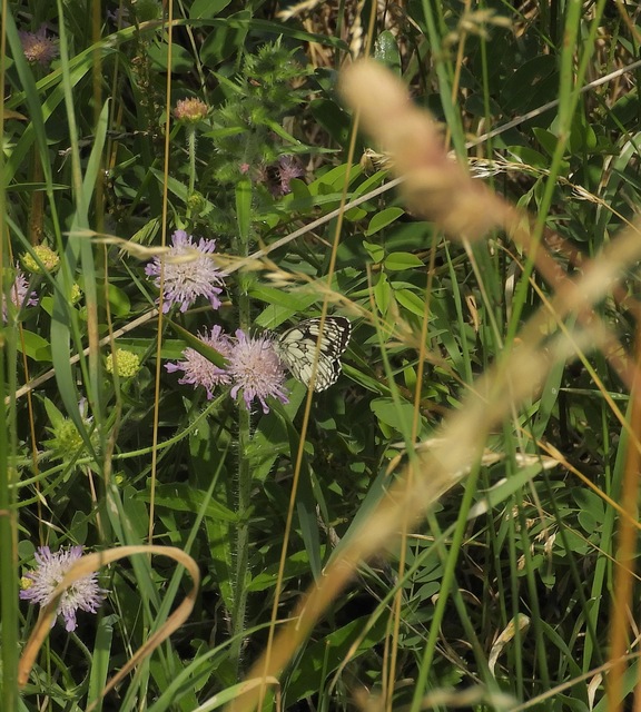 Melanargia galathea - sakktáblalepke