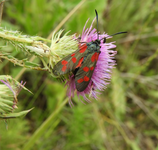 Zygaena filipendulae - acélszínű csüngőlepke