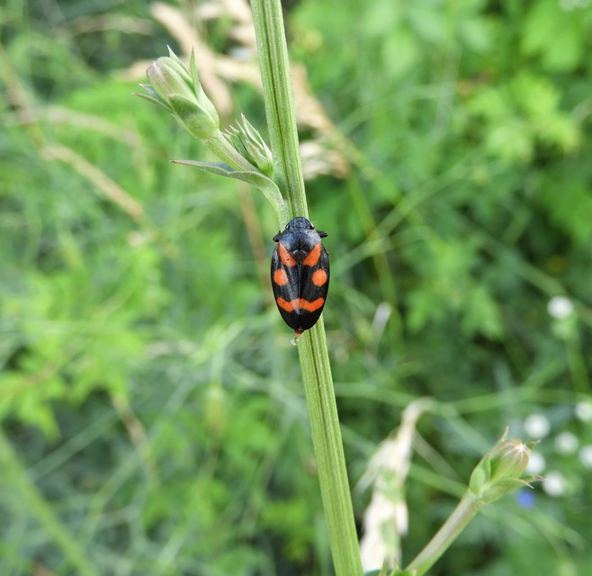 Cercopis arcuata/sanguinolenta
