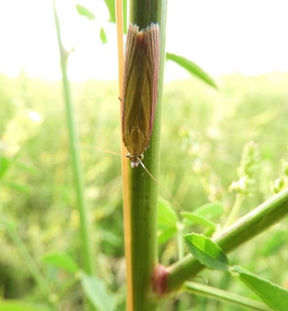 Oncocera semirubella - lucernamoly