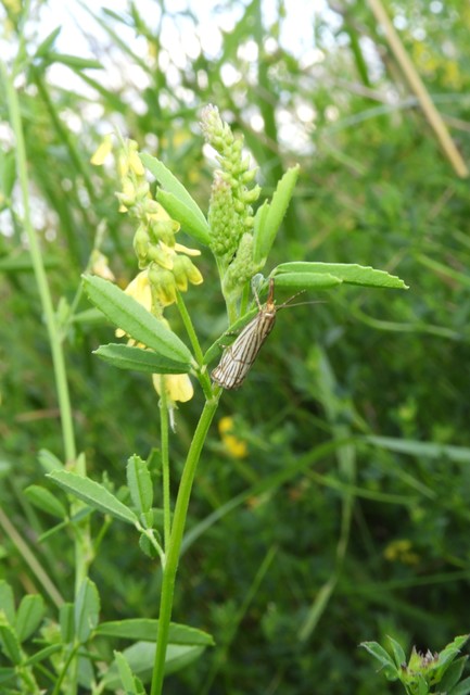 Chrysocramboides craterella - rácsos fűgyökérmoly