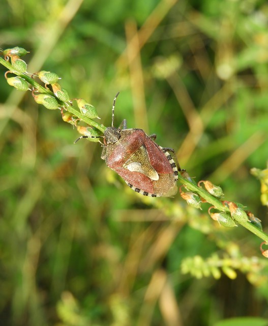 Dolycoris baccarum - közönséges bogyómászó-poloska Dolycoris baccarum - közönséges bogyómászó-poloska