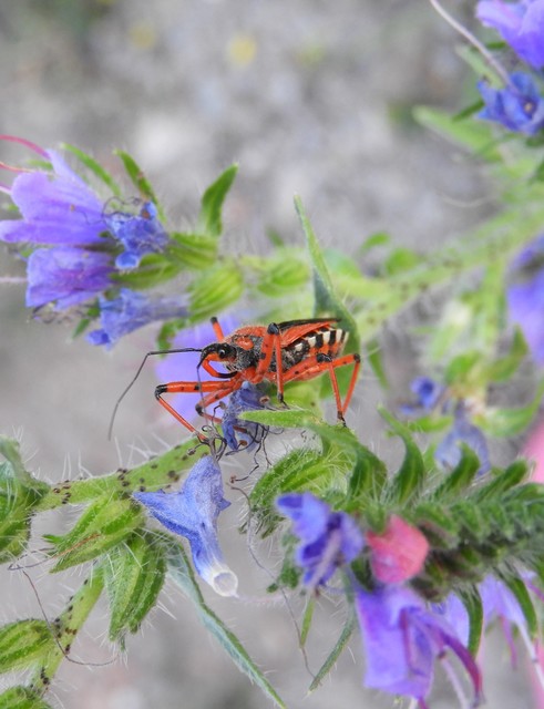 Rhynocoris iracundus - közönséges gyilkospoloska