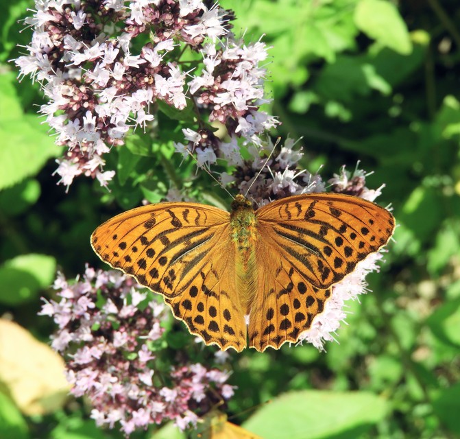 Argynnis paphia - nagy gyöngyházlepke