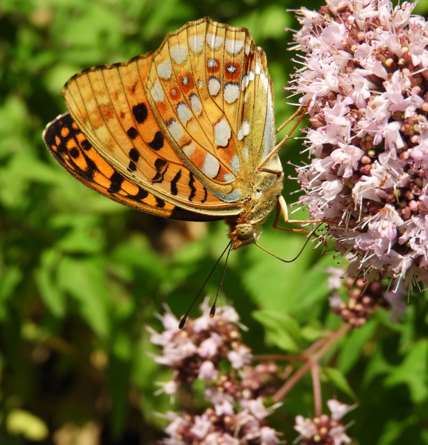 Argynnis adippe - ezüstös gyöngyházlepke
