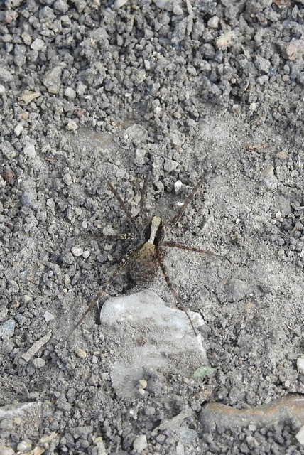 Pardosa