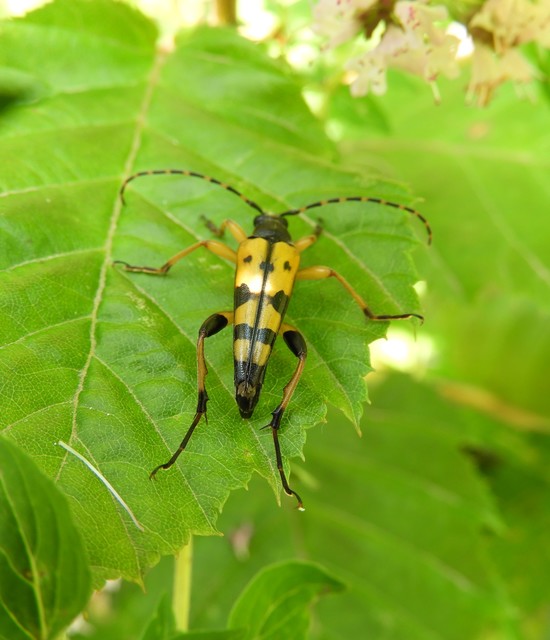 Rutpela maculata - tarkacsápú karcsúcincér