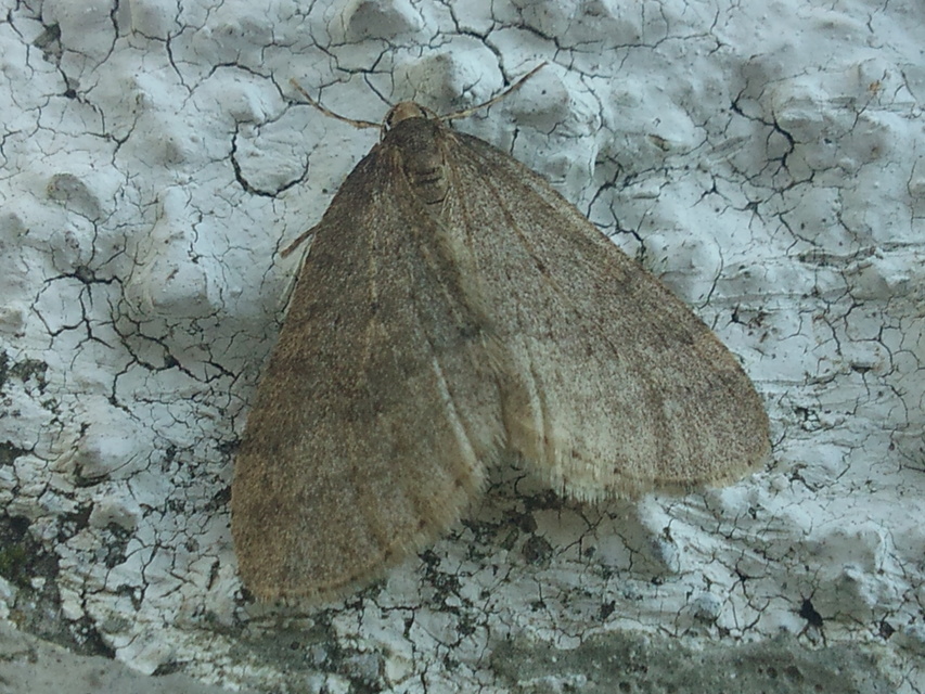 Operophtera brumata - kis téliaraszoló
