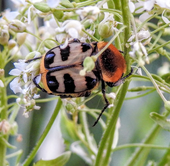 Trichius sexualis - keleti prémesbogár