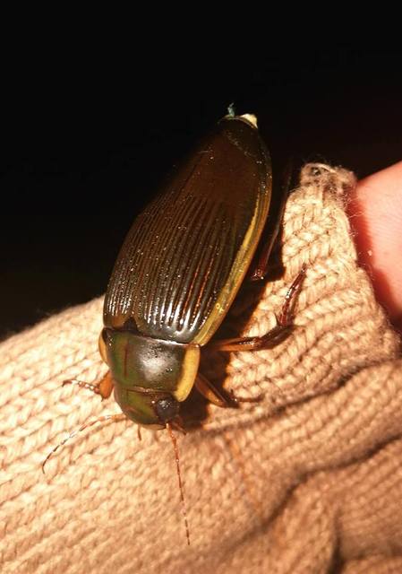 Dytiscus dimidiatus - tompacsípős csíkbogár