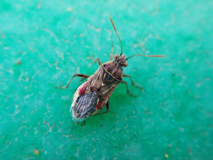 Liorhyssus hyalinus