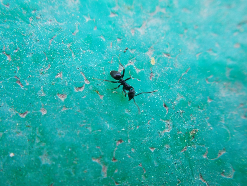 Tapinoma