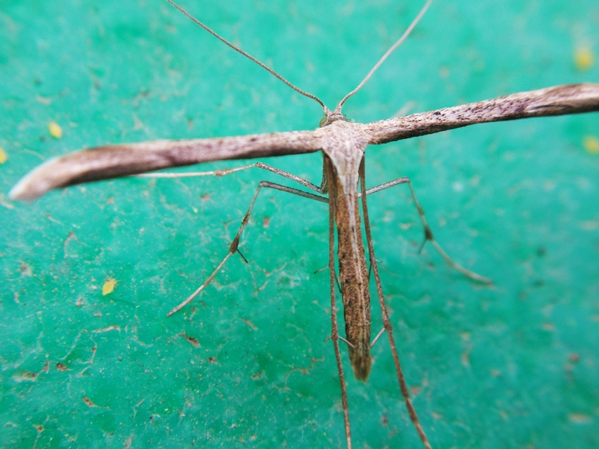 Emmelina monodactyla/argoteles