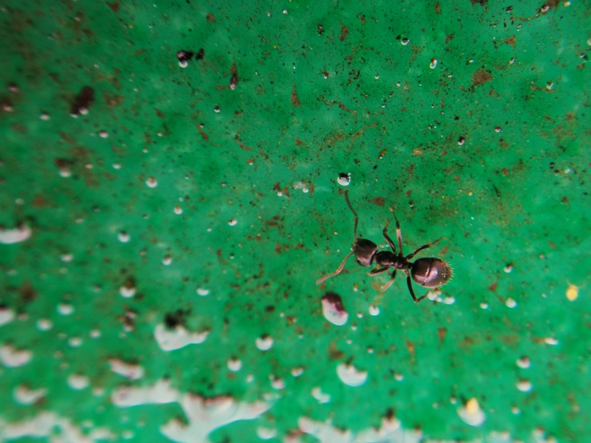 Lasius