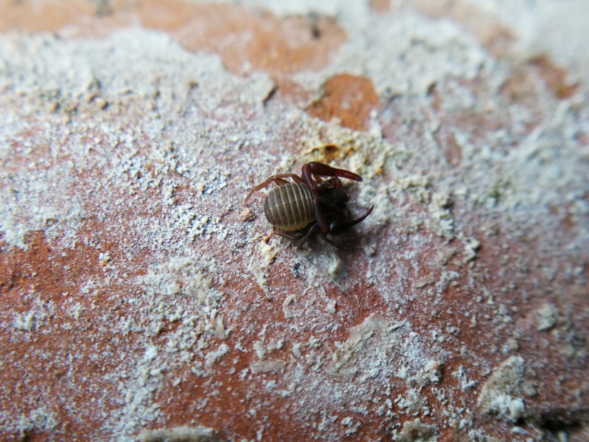 Pseudoscorpionida - Álskorpiók