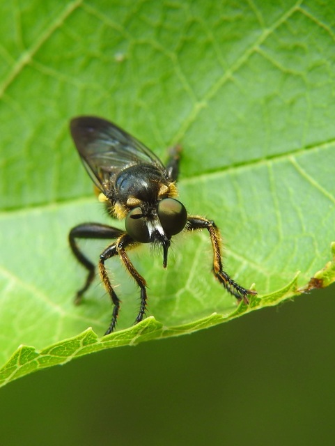 Choerades fimbriata/fulva