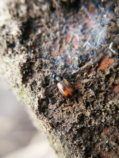 Anthicus antherinus - közönséges fürgebogár