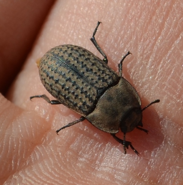 Opatrum sabulosum - sároshátú gyászbogár