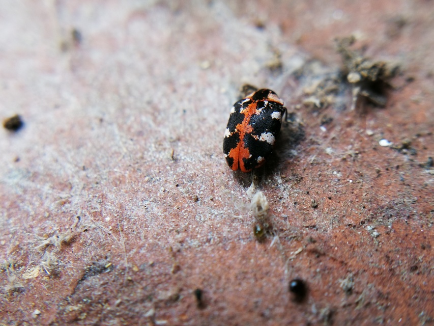 Anthrenus scrophulariae - nagy múzeumbogár