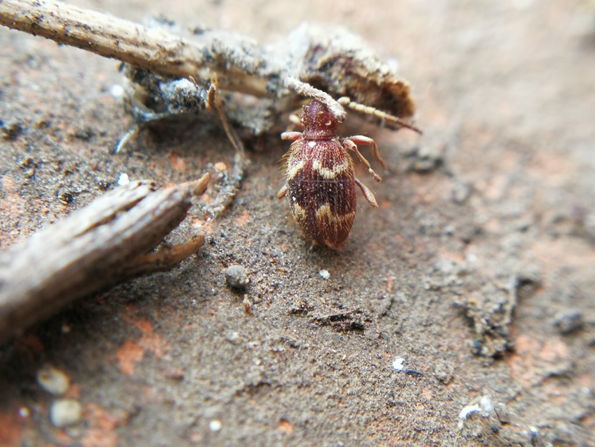 Ptinus rufipes - vöröslábú tolvajbogár