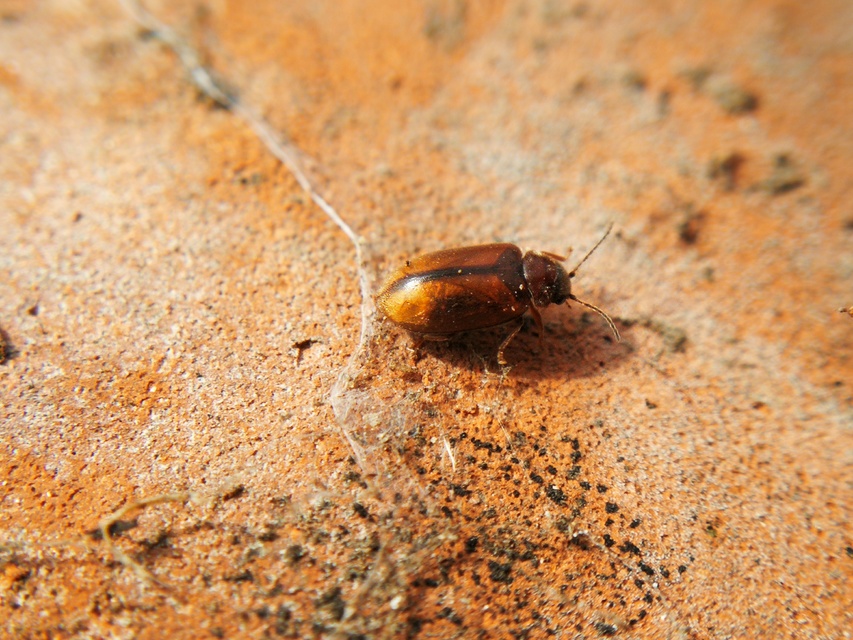Scirtidae - rétbogárfélék