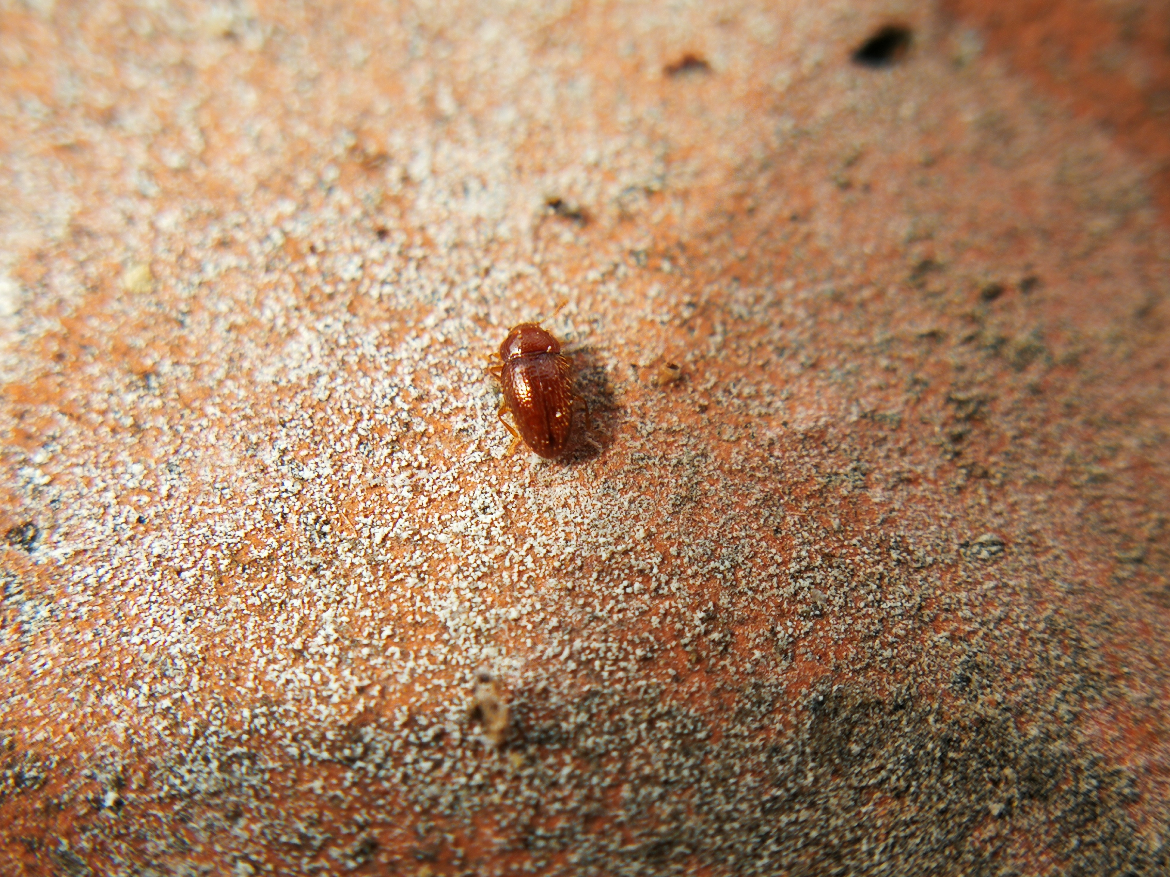 Mycetaea subterranea - szőrös álböde