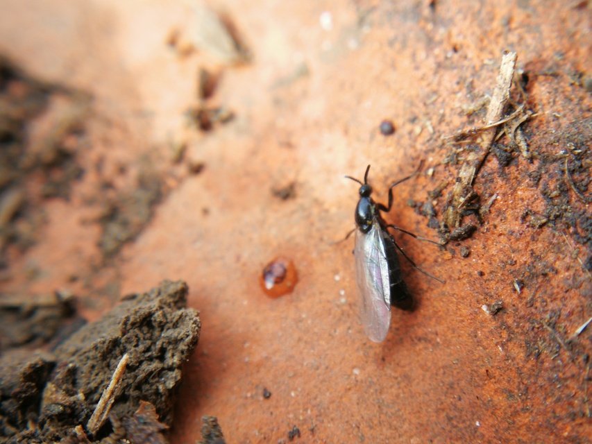 Scatopsidae - lapospotrohú muslicák