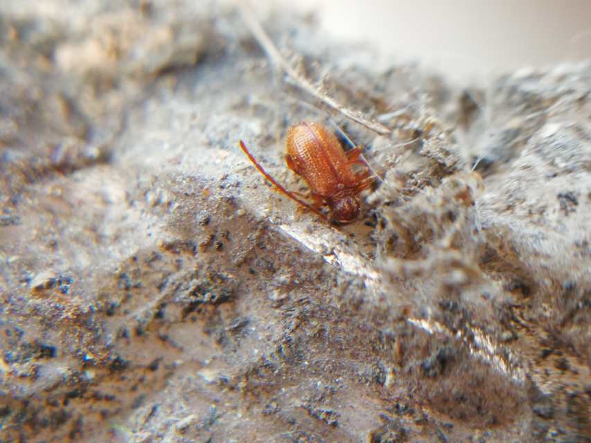Ptinus fur - közönséges tolvajbogár