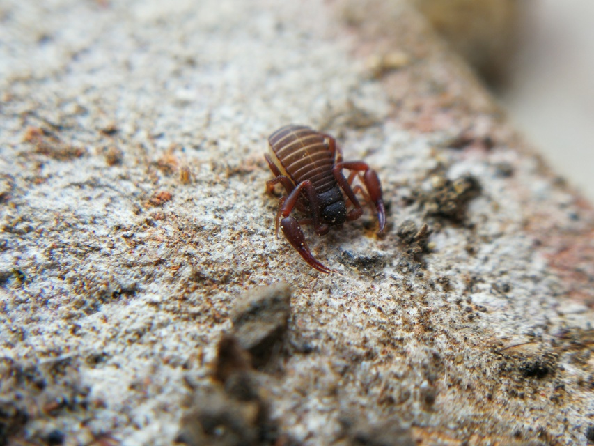 Pseudoscorpionida - Álskorpiók
