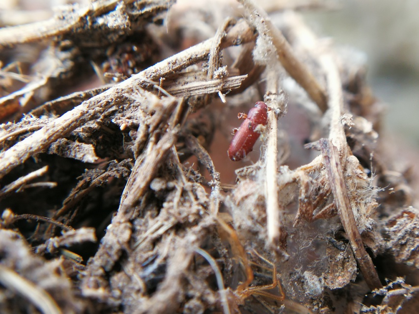 Palorus