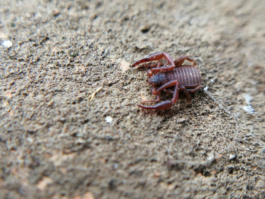 Pseudoscorpionida - Álskorpiók