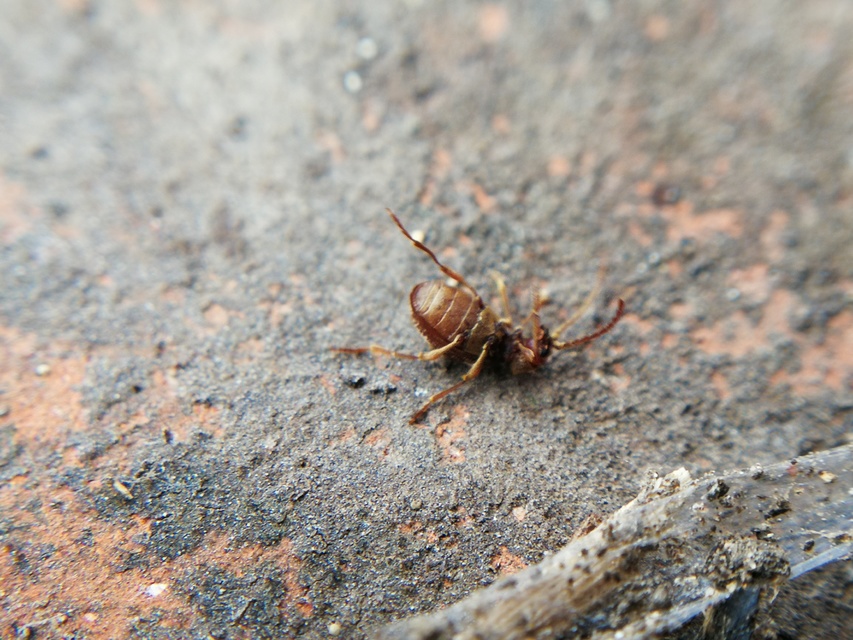 Ptinus fur - közönséges tolvajbogár