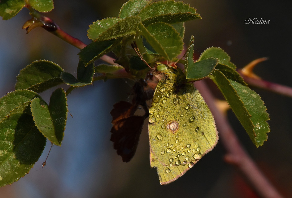 Colias