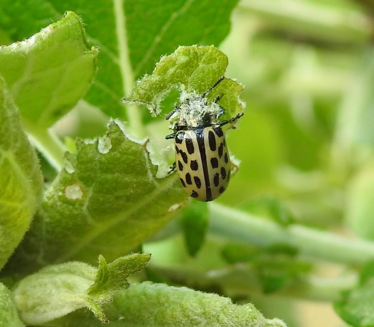 Chrysomela vigintipunctata - húszfoltos fűzlevelész