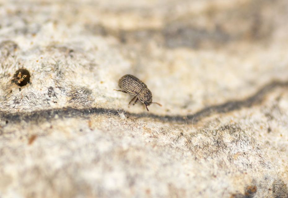 Eledona agricola