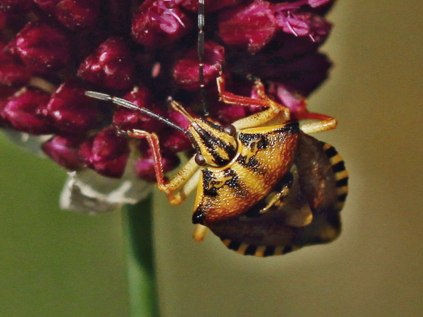 Carpocoris Carpocoris