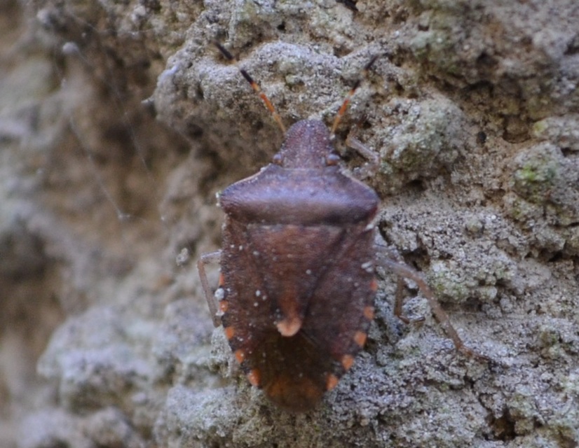Peribalus strictus - tavaszi címerespoloska Peribalus strictus - tavaszi címerespoloska