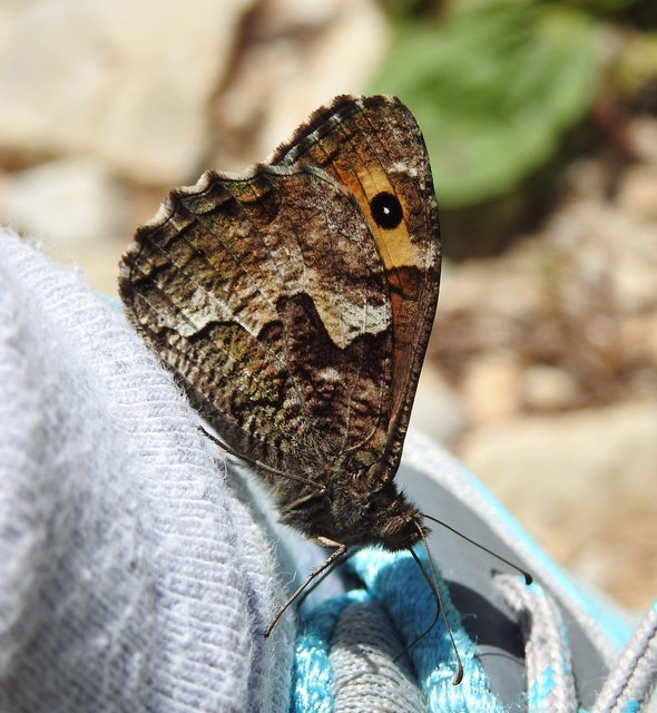 Hipparchia semele - barna szemeslepke Hipparchia semele - barna szemeslepke