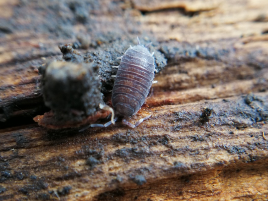 Porcellionides pruinosus - hamvas ászka Porcellionides pruinosus - hamvas ászka