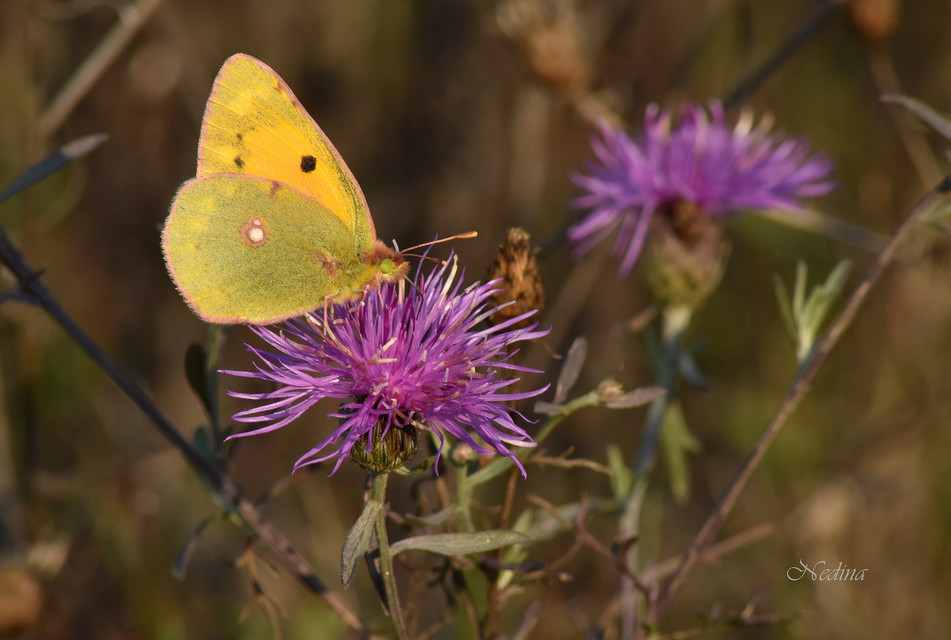 Colias croceus - sáfránylepke