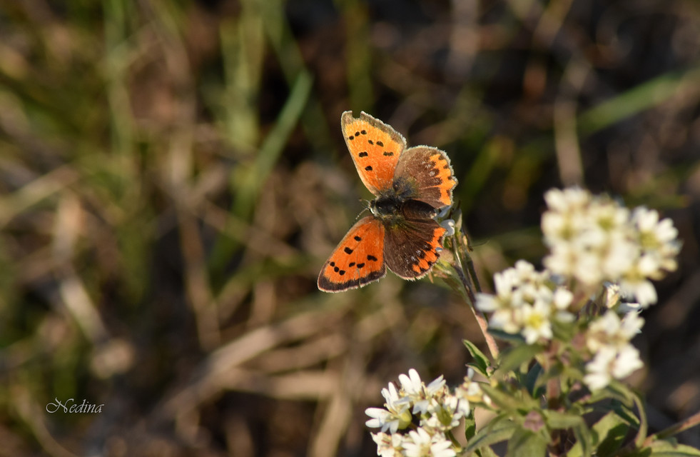 Lycaena phlaeas - közönséges tűzlepke