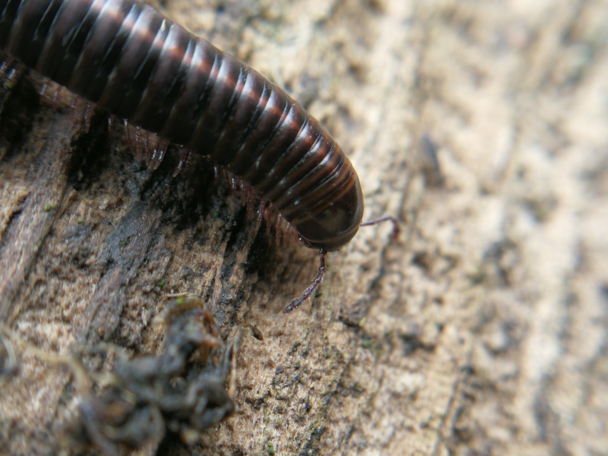 Diplopoda - Ikerszelvényesek