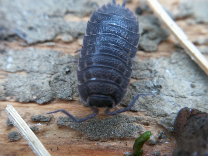 Trachelipus rathkii - közönséges márványosászka