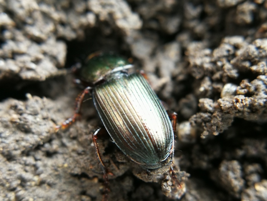 Harpalus distinguendus - mezei lomhafutó