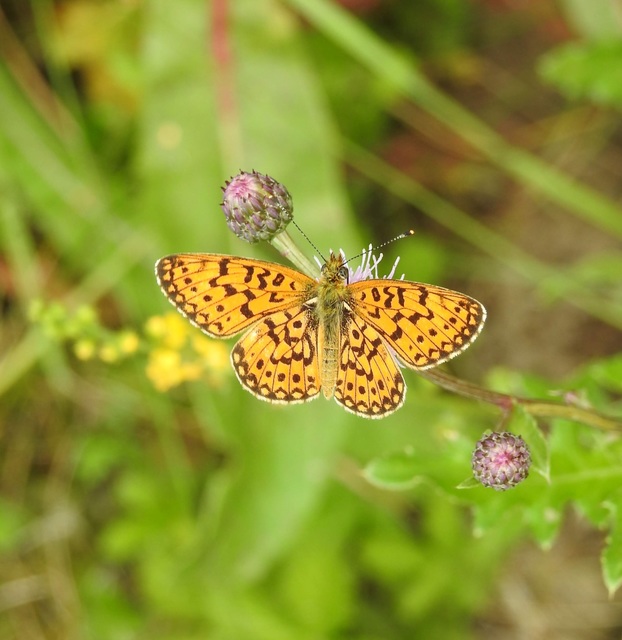 Boloria selene - fakó gyöngyházlepke