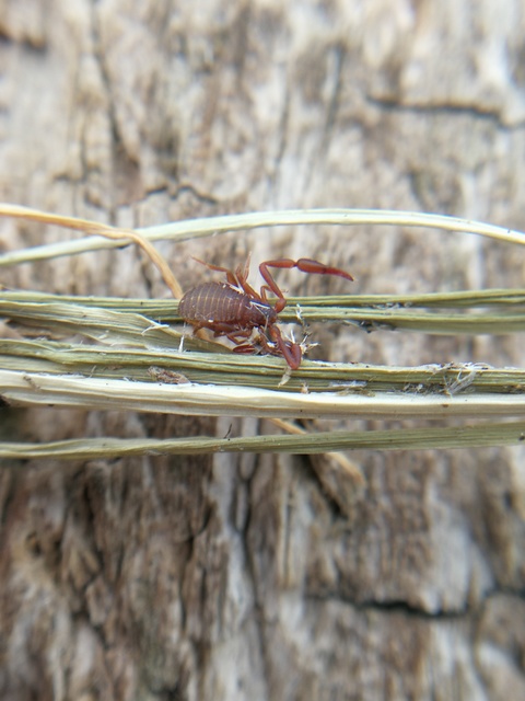 Pseudoscorpionida - Álskorpiók