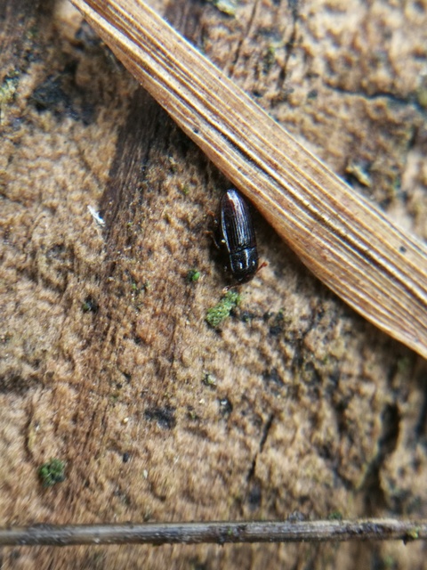 Cerylonidae - kéregbogárfélék Cerylonidae - kéregbogárfélék