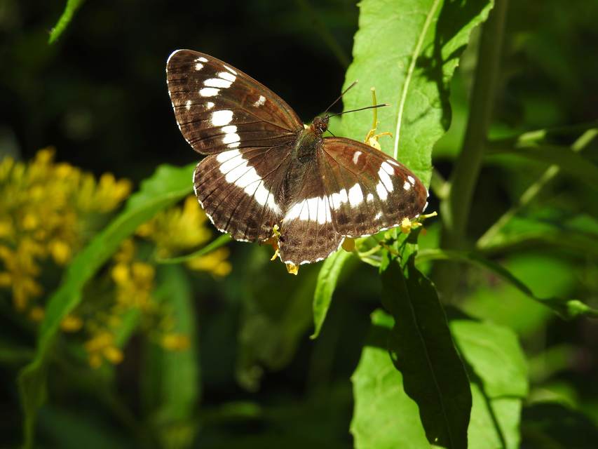 Limenitis camilla - kis lonclepke
