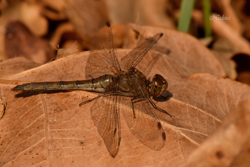 Sympetrum striolatum/vulgatum