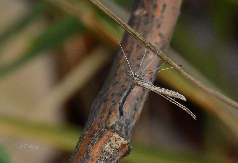 Pterophoridae - tollasmolyfélék